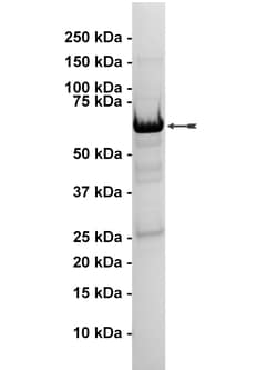 Eurofins DiscoverX p38 /SAPK2a Protein, Active 10 &mu;g | Buy Online | Eurofins DiscoverX | Fisher Scientific